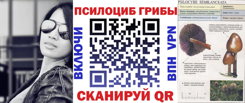 сколько стоит  Чекалин  Псилоцибиновые грибы Psilocybine cubensis 